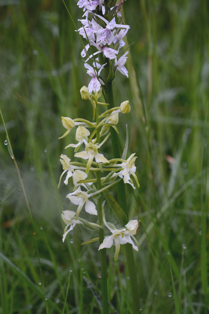 Die Zweiblättrige -Kuckucksblume, eine andere Orchideenart