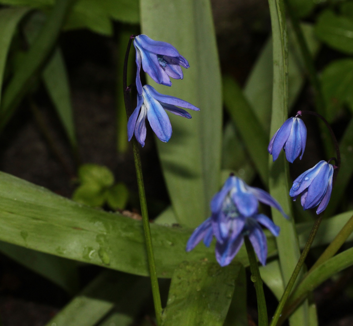 die 'Zweiblättrigen Blausterne' (Scilla)...