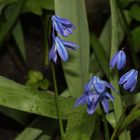 die 'Zweiblättrigen Blausterne' (Scilla)...