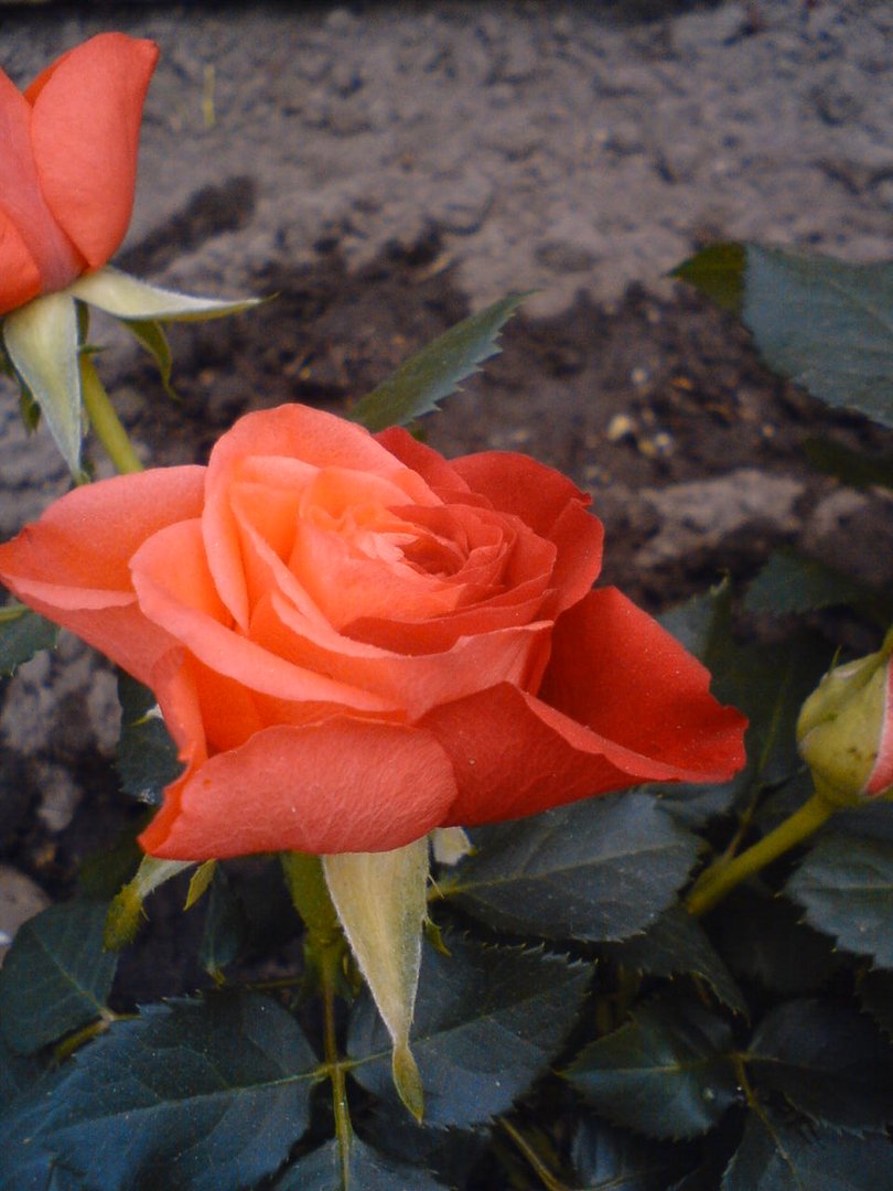 Die zweifarbige Rose