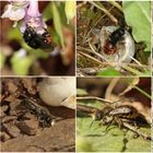 Die Zweifarbige Schneckenhaus-Mauerbiene - Osmia bicolor