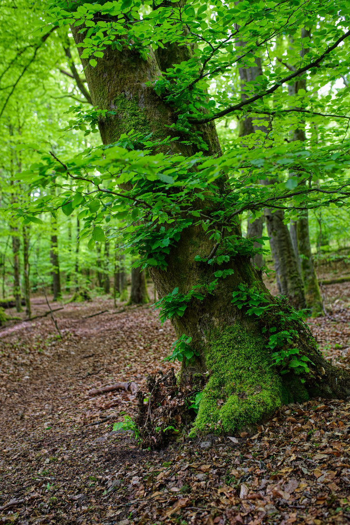 Die Zweige und Blätter sprießen