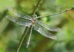Die Zweigestreifte Quelljungfer