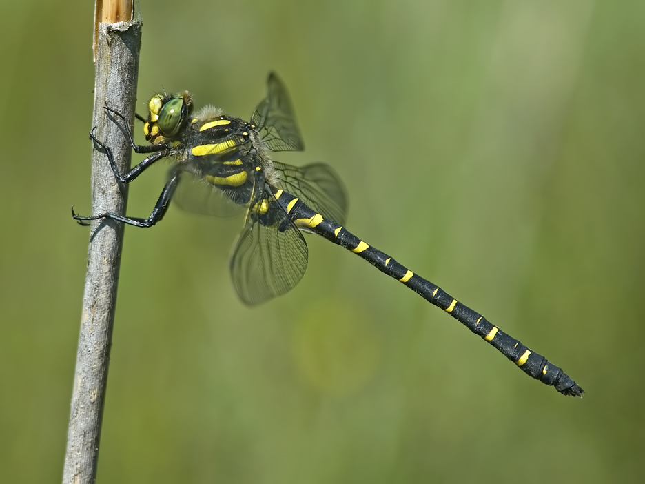 Die Zweigestreifte Quelljungfer (Cordulegaster boltonii) flog...