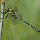 Die Zweigestreifte Quelljungfer (Cordulegaster boltonii) flog...