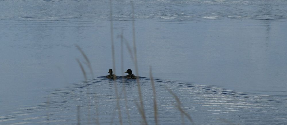 Die Zweisamkeit der Enten