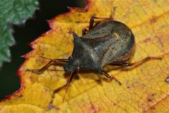 Die Zweispitzwanze (Picromerus bidens) heißt nicht umsonst so ...