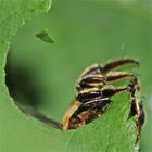 Die zweite Art der Blattschneiderbienen im Garten (Megachile sp.) - . . .