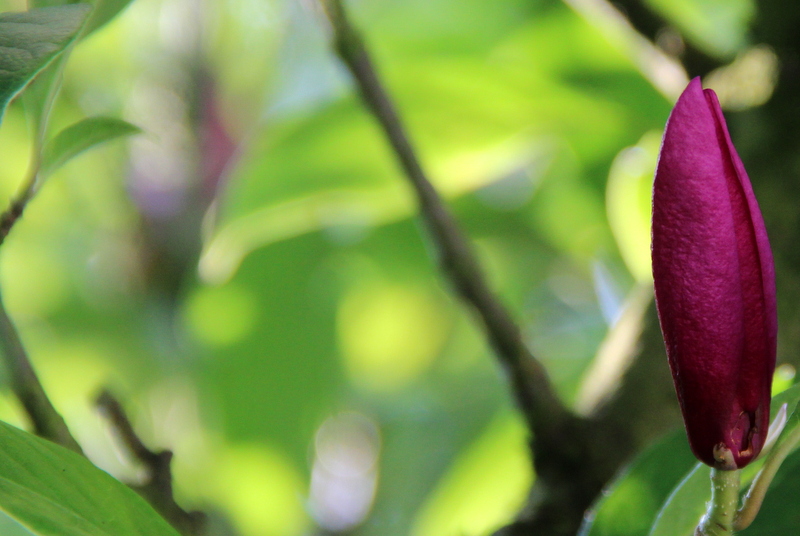 Die zweite Blüte