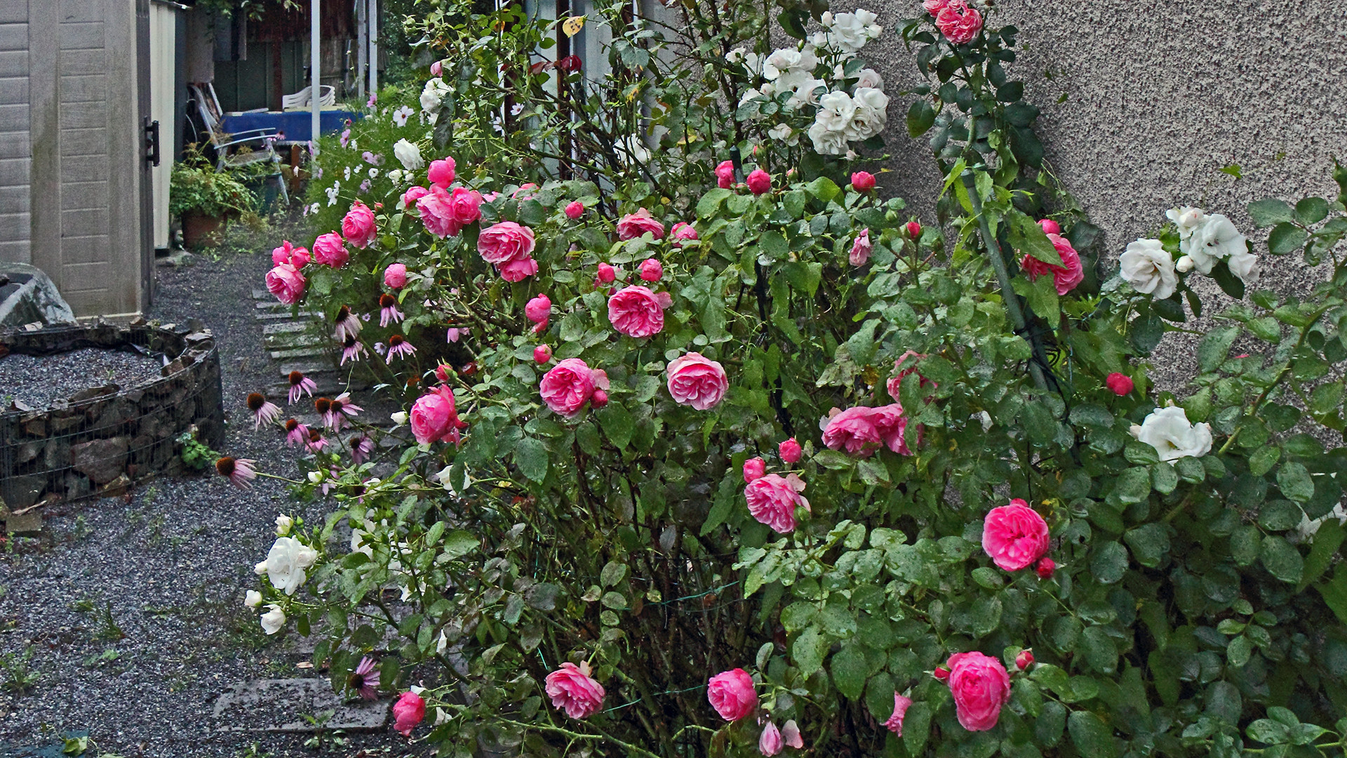 Die zweite "Blütenwelle" der Rosen im Regen aufgenommen mit Schirm...