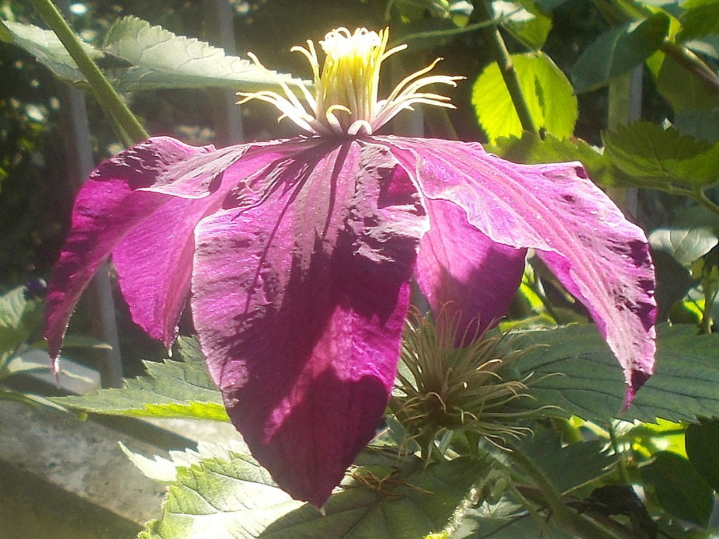 Die zweite Clematis blüht jetzt auch !