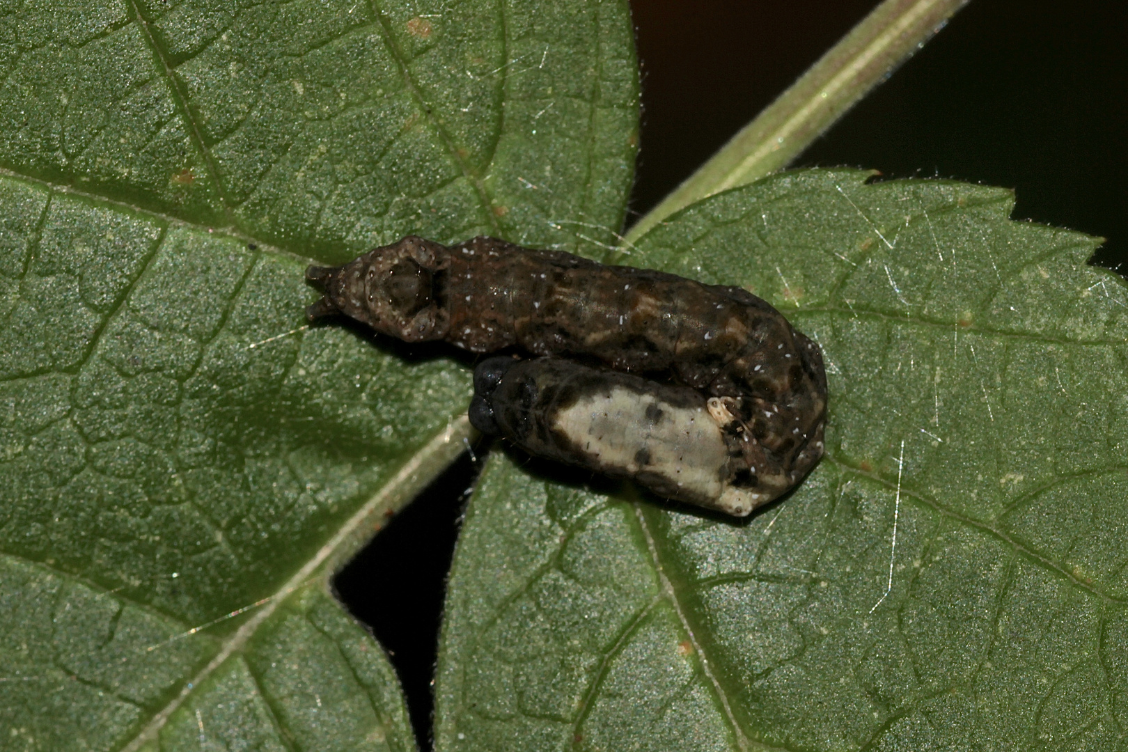 Die zweite, gleichalte Raupe der Roseneule (Thyatira batis)