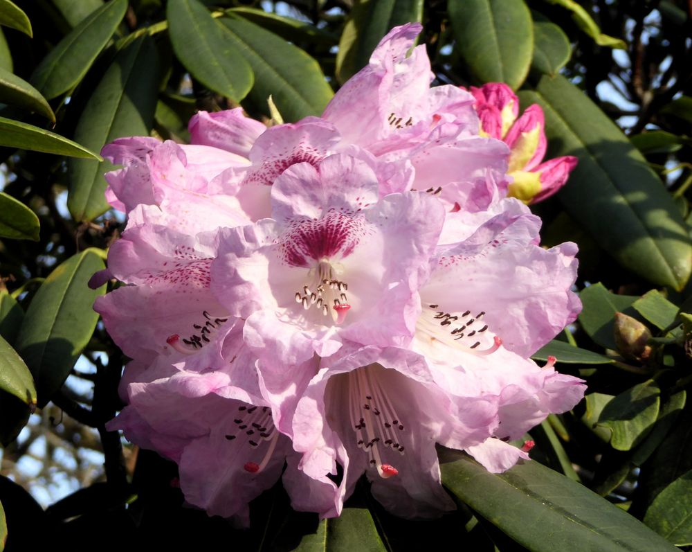 Die zweite gr. Rhododendron-Blüte im Februar