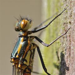 Die zweite im Garten - wieder ein Weibchen der Frühen Adonislibelle - . . .