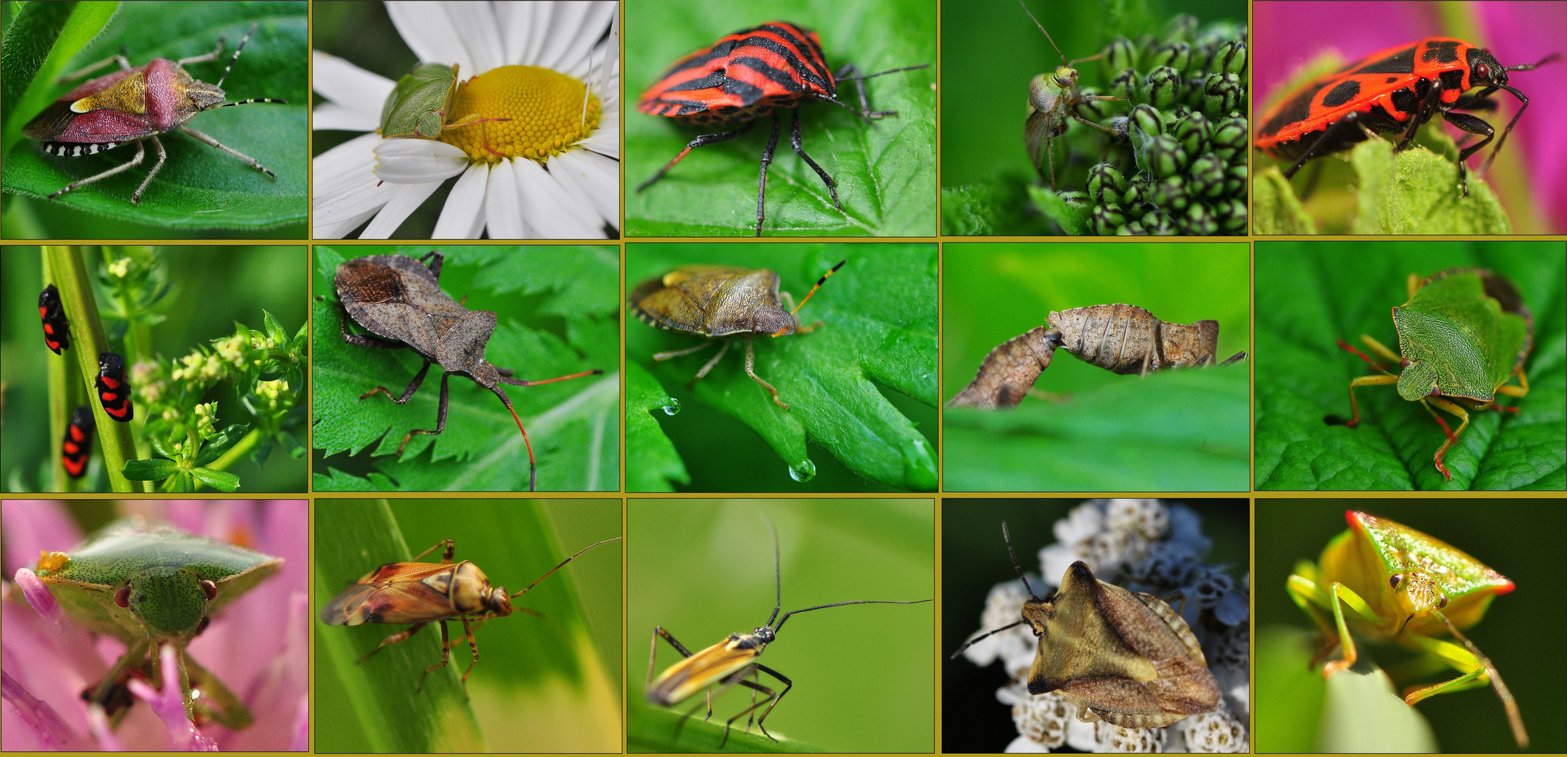 Die zweite Wanzen - Collage ...