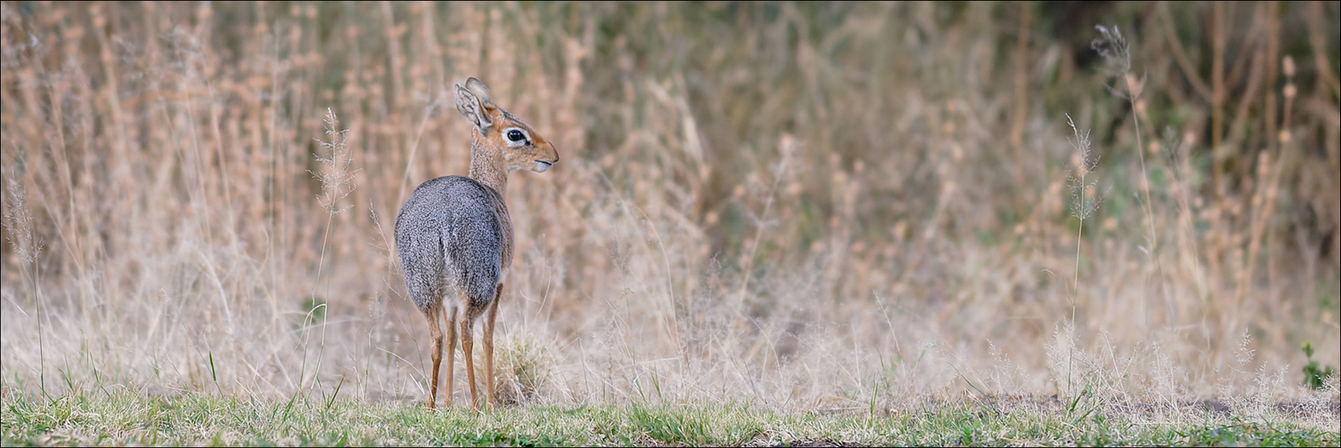 Die Zwergantilope