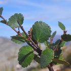 Die Zwergbirke (Betula nana)