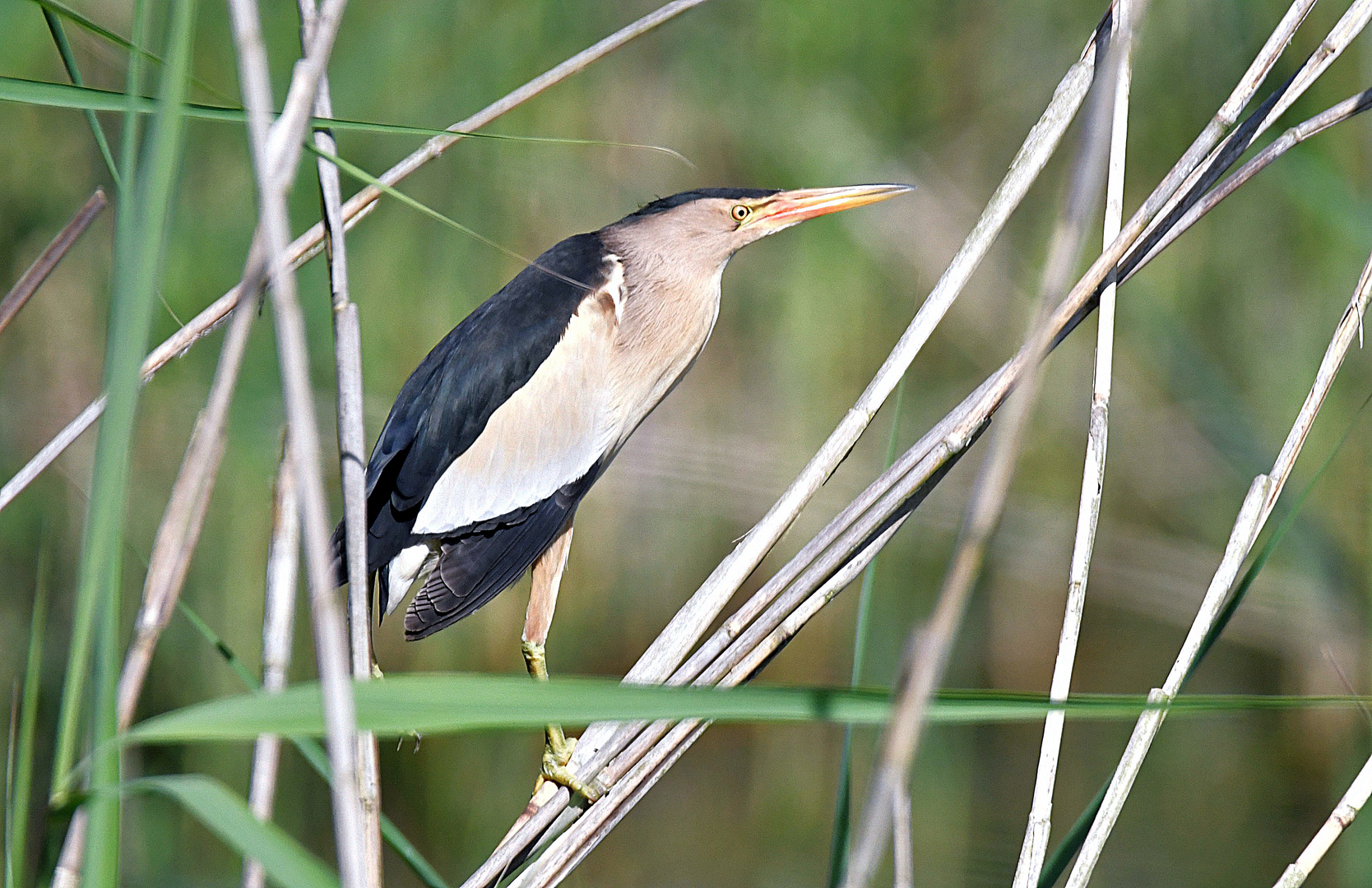 Die Zwergdommel   Ixobrychus minutus