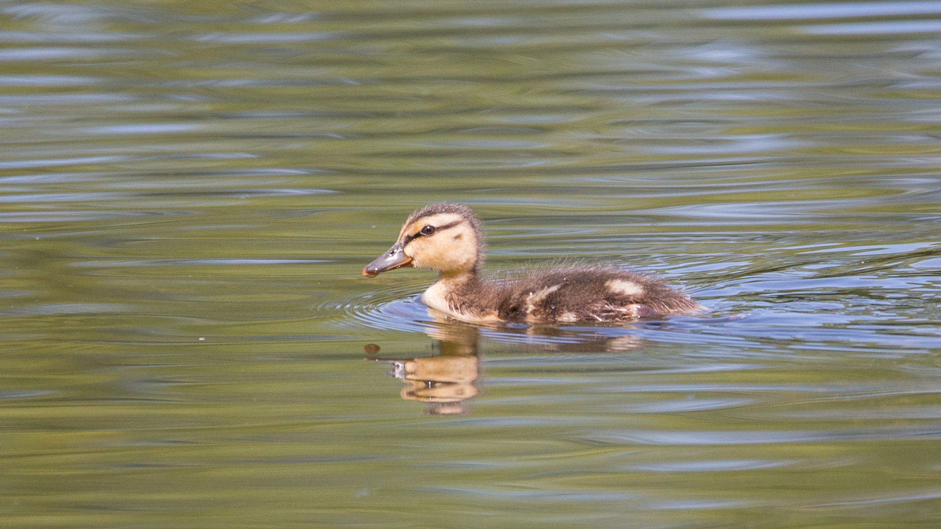 Die Zwerge vom See