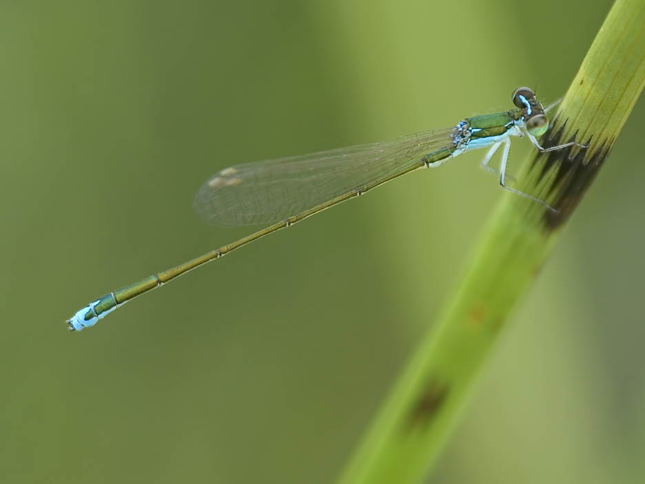 Die Zwerglibelle (Nehalennia speciosa)...