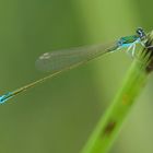 Die Zwerglibelle (Nehalennia speciosa)...