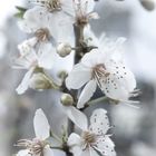 die Zwetschge im Garten