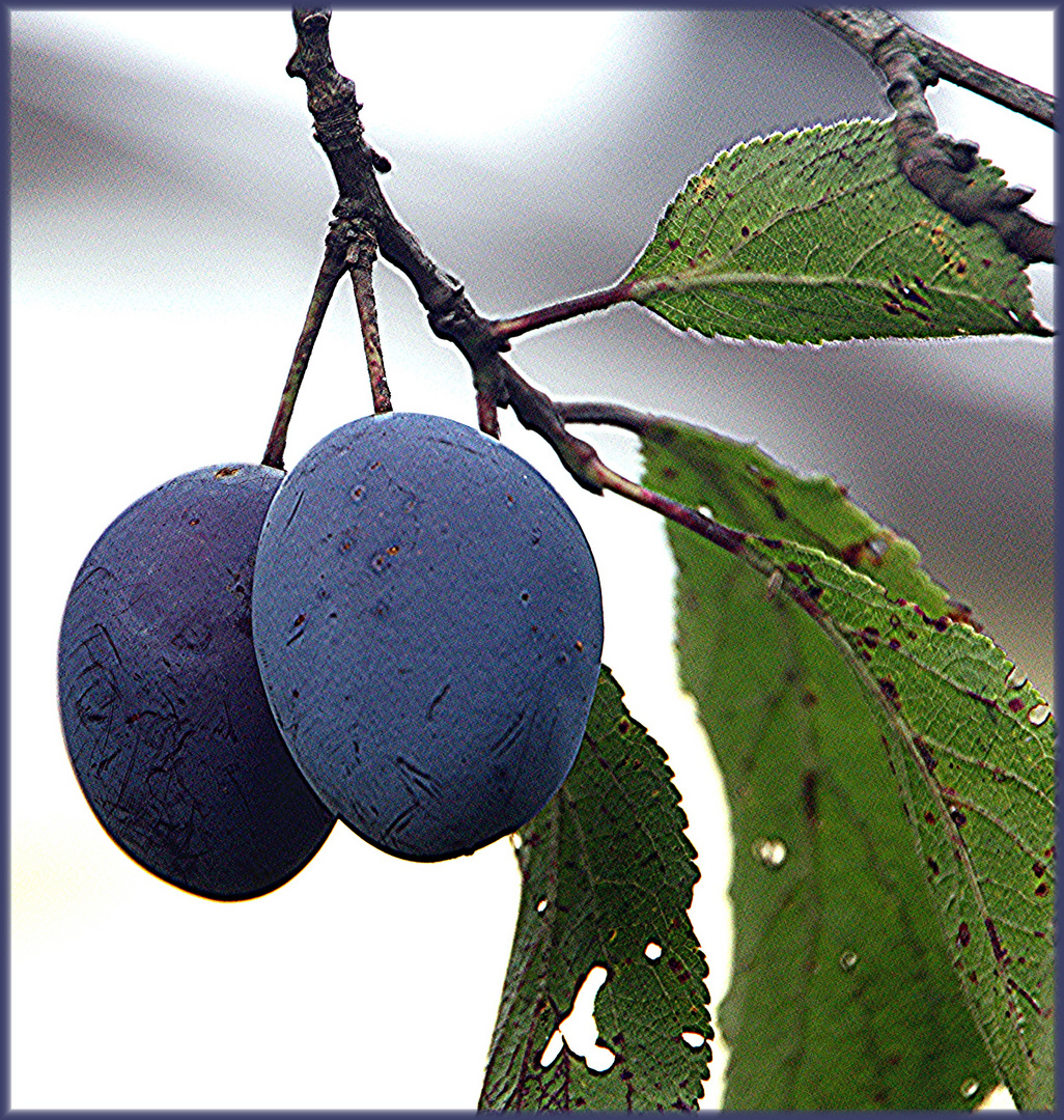 Die Zwetschgenfrucht... Foto &amp; Bild | pflanzen, pilze &amp; flechten ...