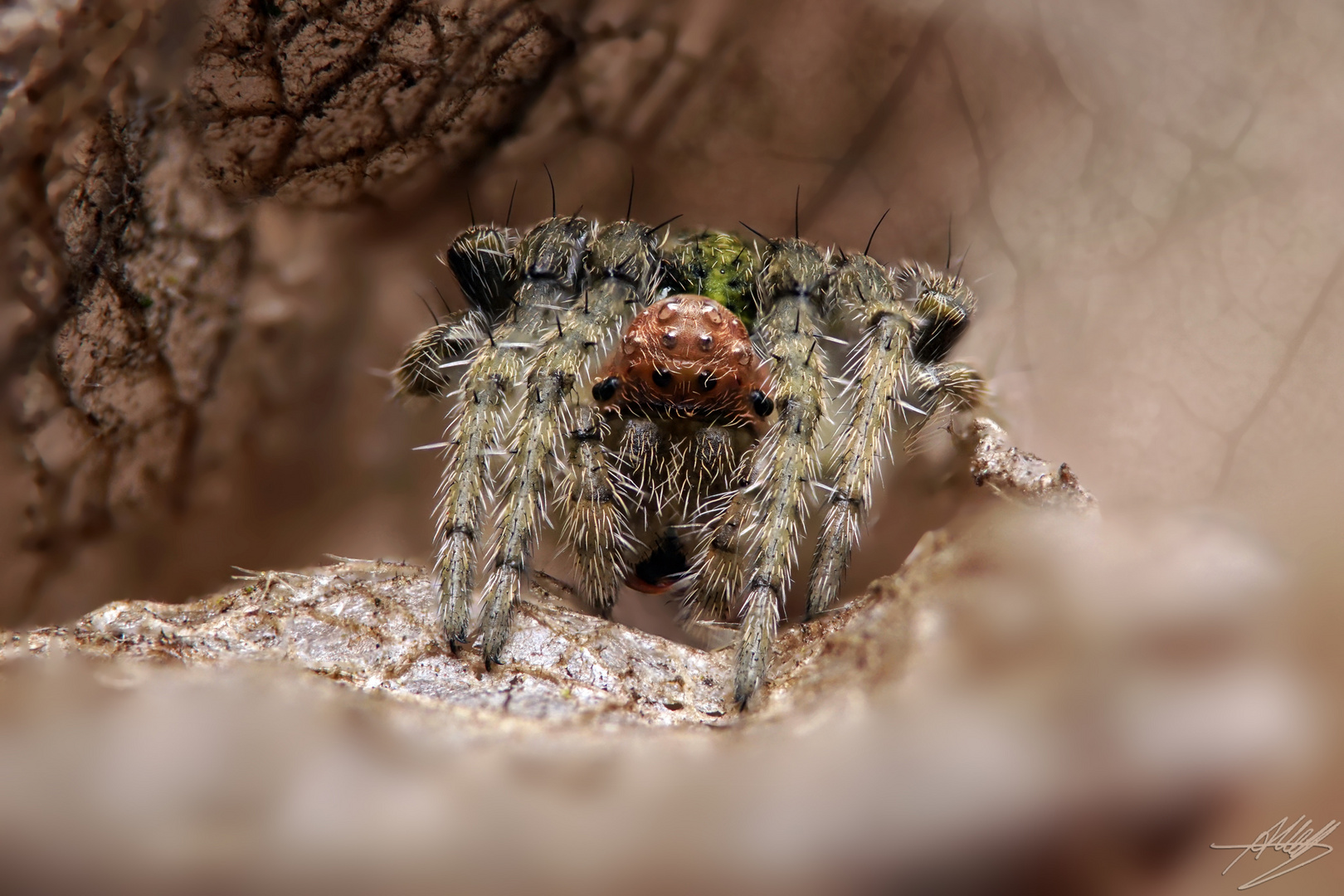 Die Zwölfaugenspinne