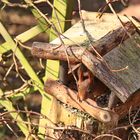 Dieb im Vogelhäuschen