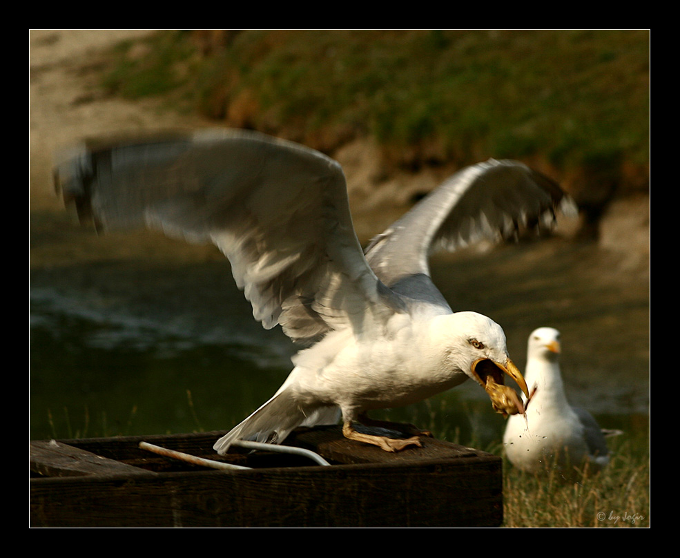 Dieb im Westküstenpark