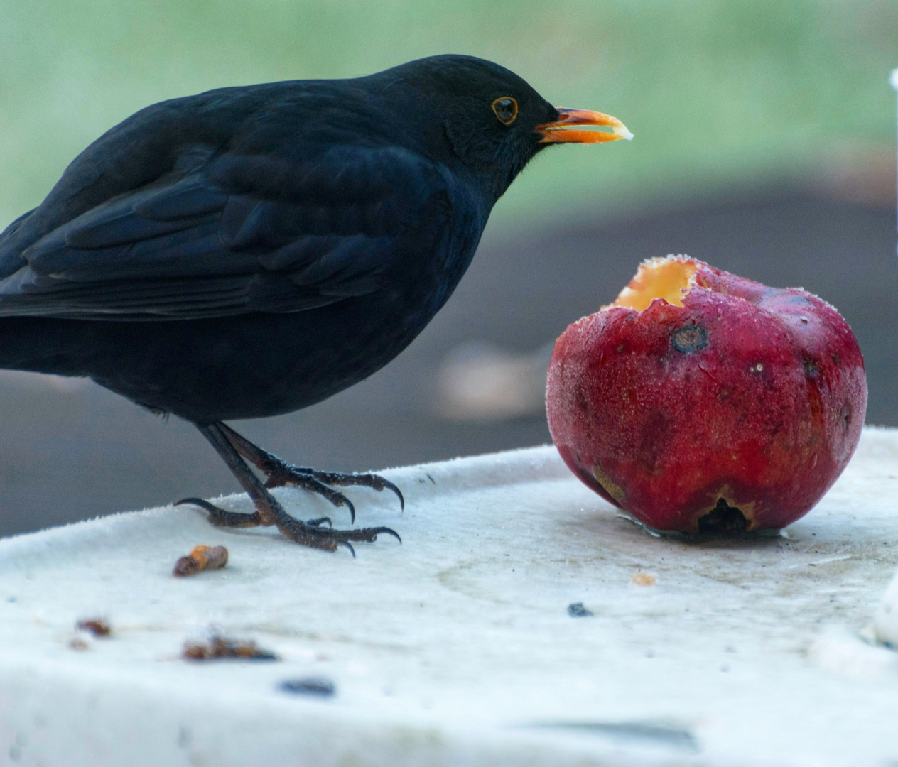 Diebische Amsel