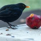 Diebische Amsel