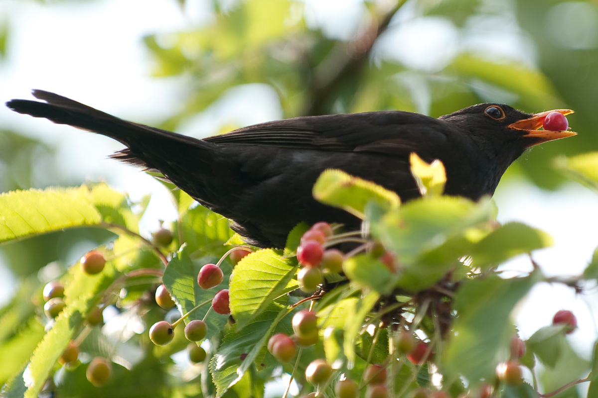 Diebische Amsel