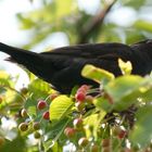 Diebische Amsel