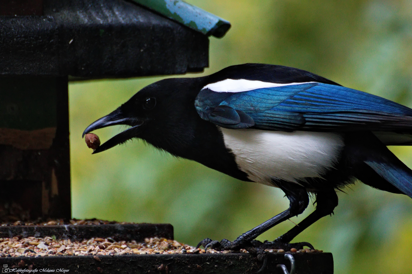 Diebische Elster Foto Bild Natur Tiere Vogel Bilder Auf Fotocommunity