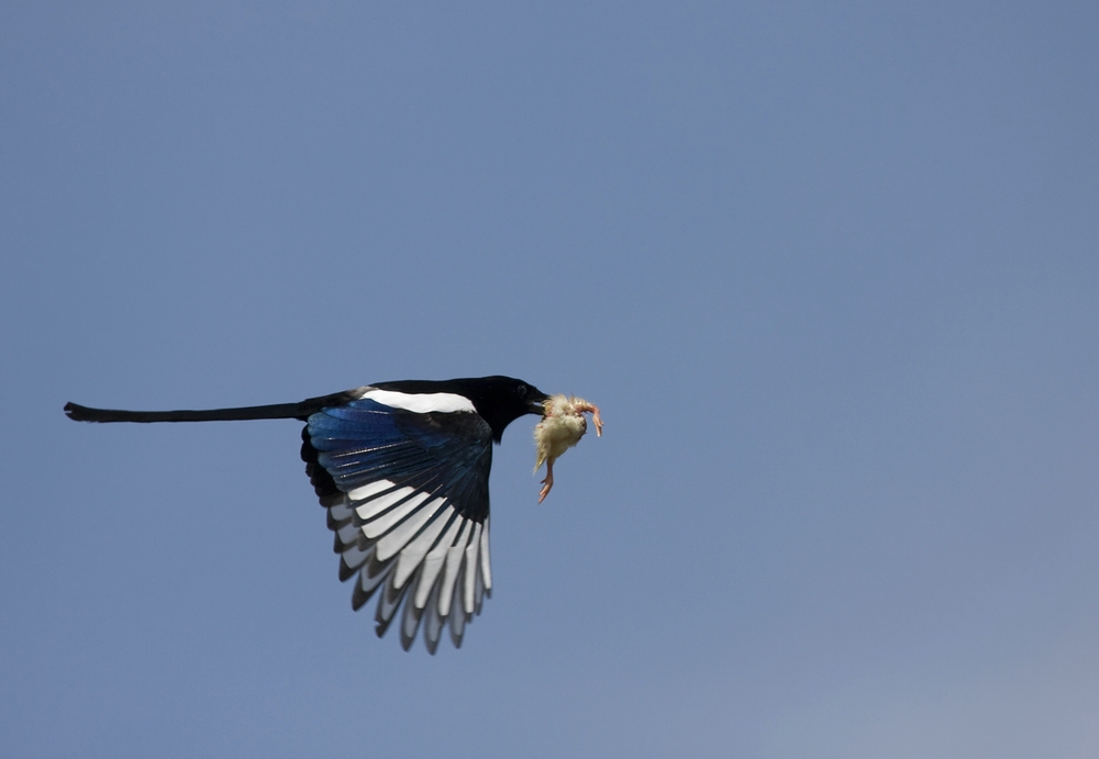 Diebische Elster Foto Bild Tiere Wildlife Wild Lebende Vogel Bilder Auf Fotocommunity