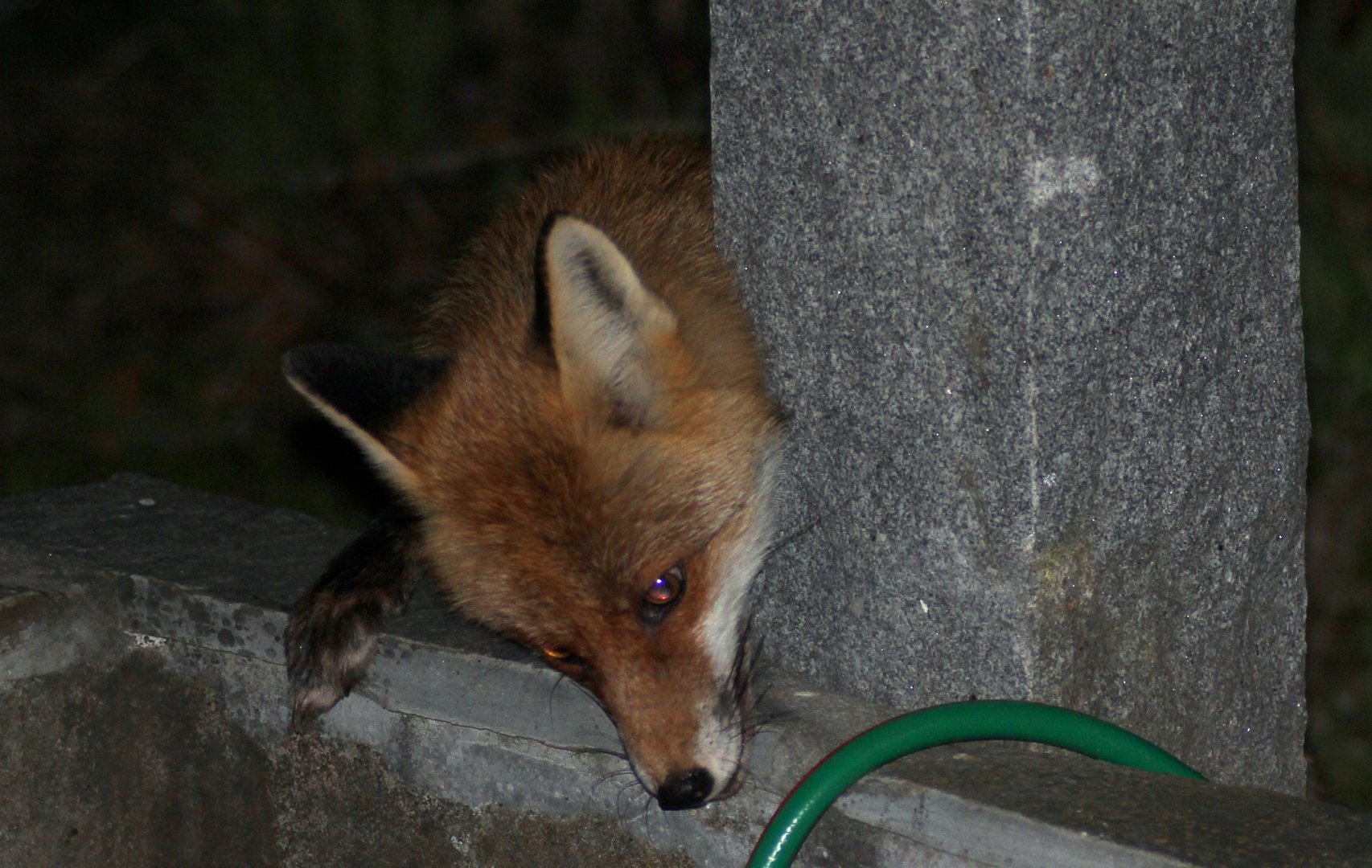 diebischer Fuchs