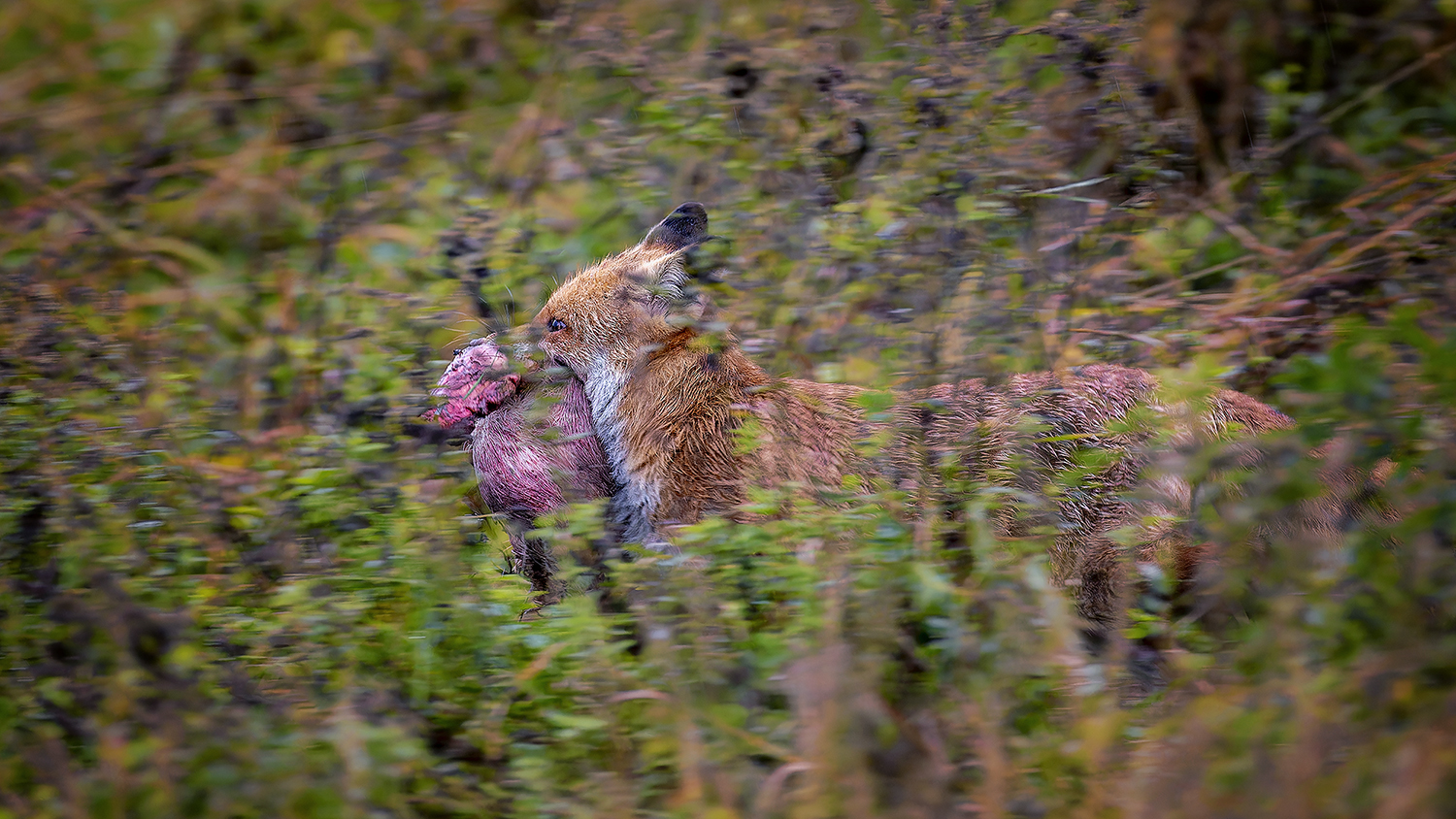 Diebischer Fuchs