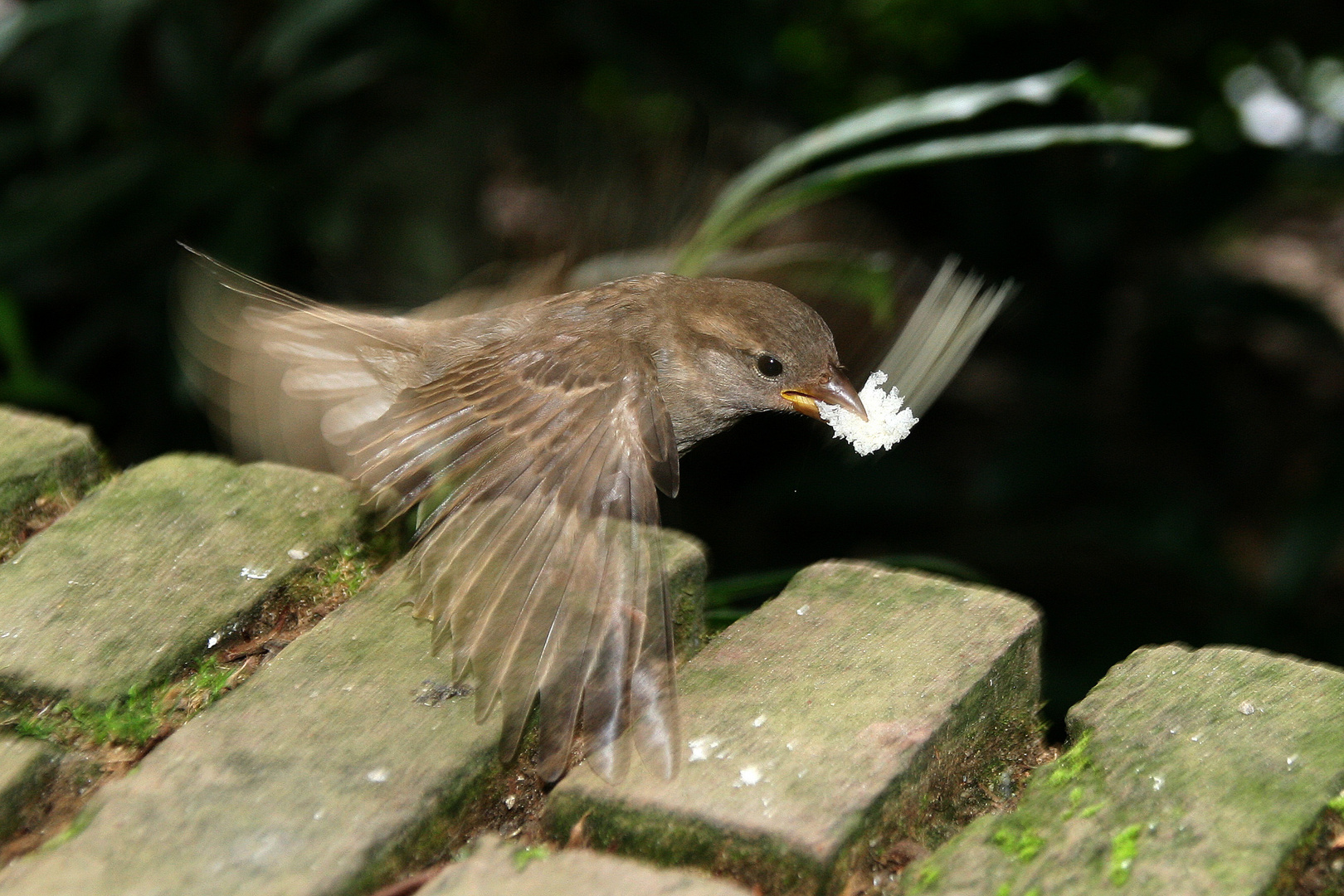 Diebischer Spatz