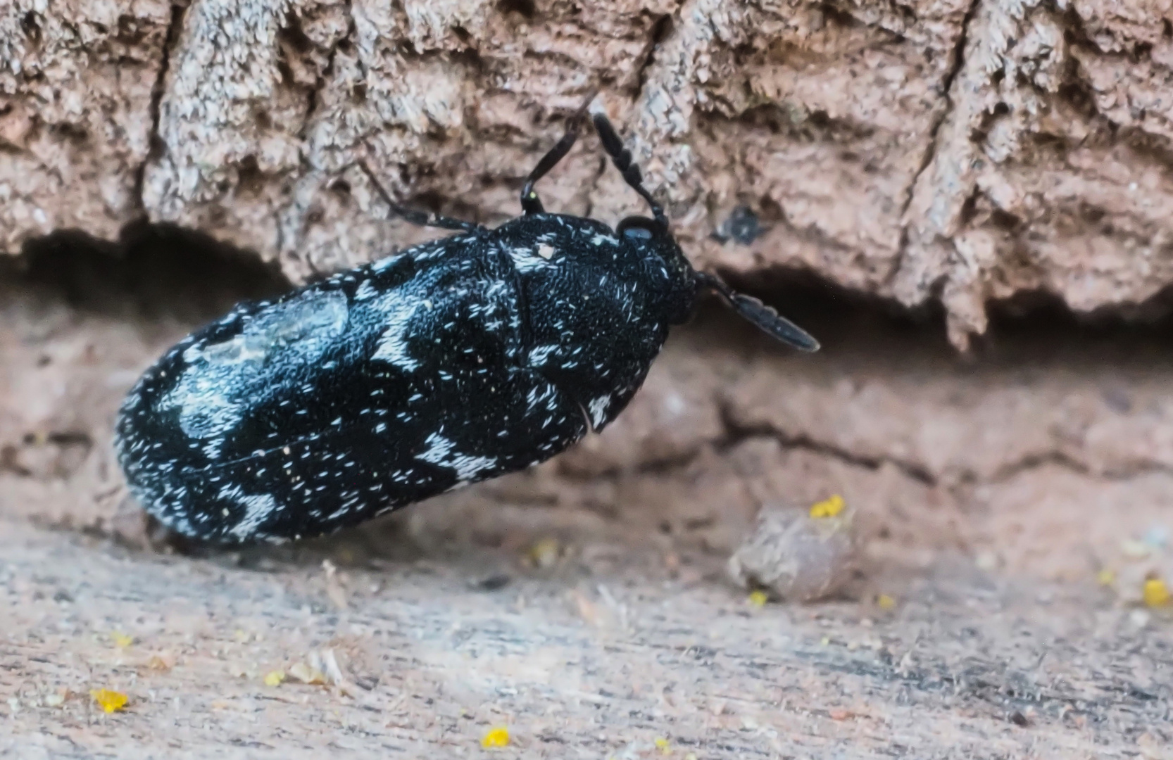 Diebskäfer (Ptinus sexpunctatus)