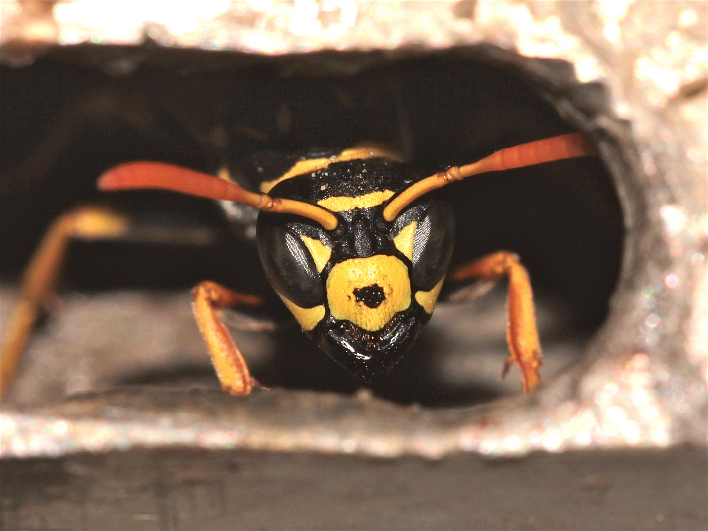 DieGallischeFeldwespe(Polistes.gallicus)wünschtEucheinschönesWochenende!