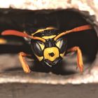 DieGallischeFeldwespe(Polistes.gallicus)wünschtEucheinschönesWochenende!