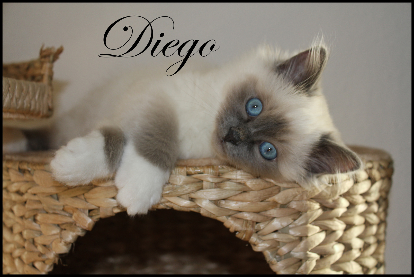 diego