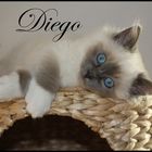 diego