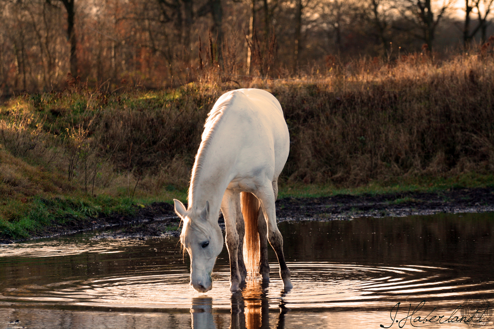 Diego im Abendlicht