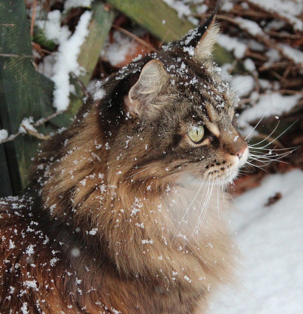 Diego im Schneegestöber