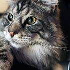 Diego Maine Coon