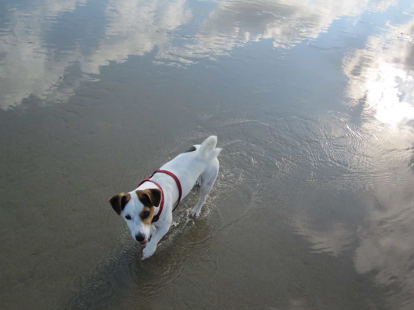 Diego schreitet im Wasser des Himmels