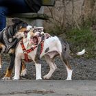 Diego und Benny am spielen