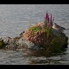 Die_kleine_Insel_im_Vättern